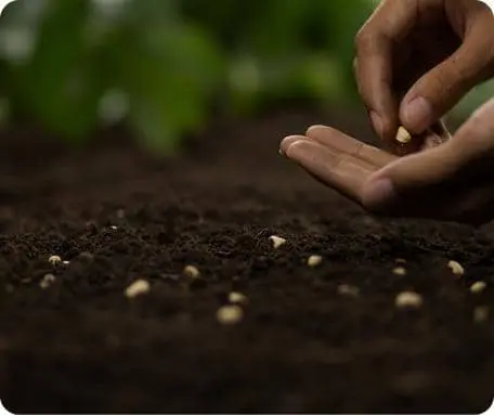 3DI Seed Protector